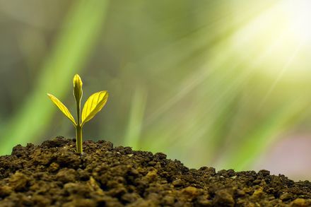 Eine junge Pflanze durchbricht die Erde und breitet ihre Blätter zur Sonne aus. Foto: Pixabay / Eko Pramono